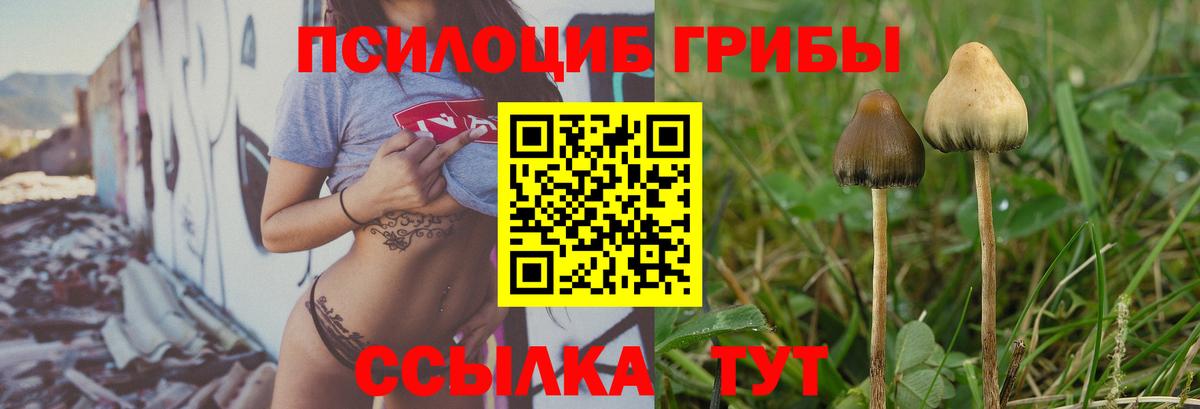 Псилоцибиновые грибы Cubensis Славгород